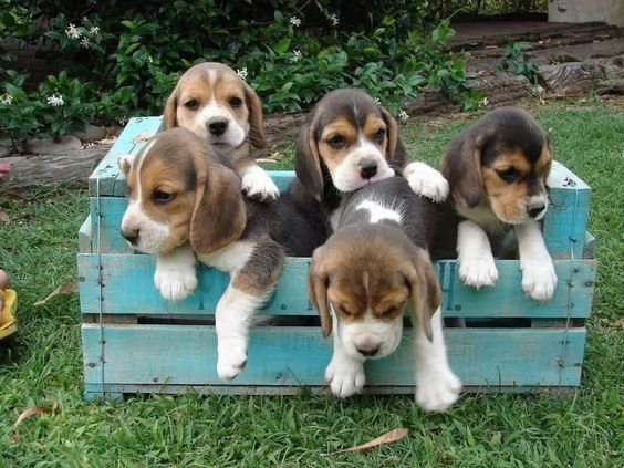 regala i nostri cuccioli di beagle maschi e femmine