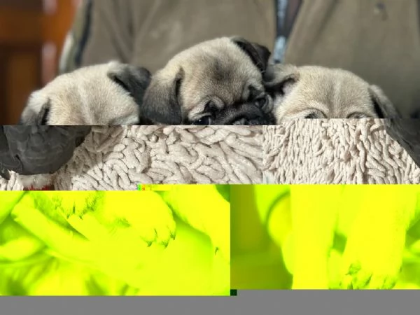 regala i nostri cuccioli di carlino maschio e femmina | Foto 0