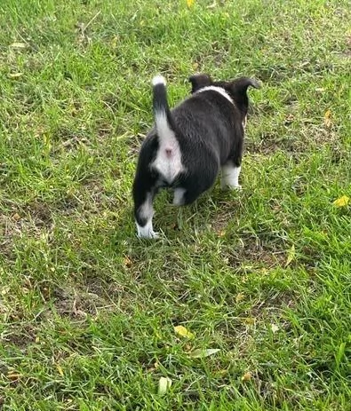 regala i nostri cuccioli di Chihuahua maschi e femmine | Foto 1