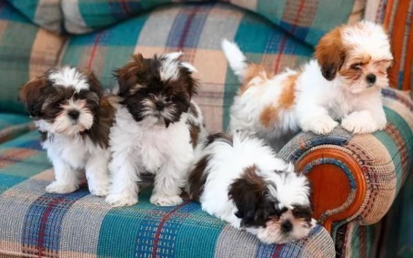 regala i nostri cuccioli di Shitzu maschi e femmine | Foto 2