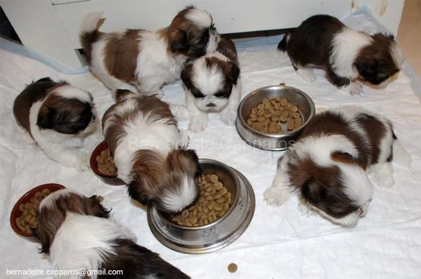 regala i nostri cuccioli di Shitzu maschi e femmine | Foto 1