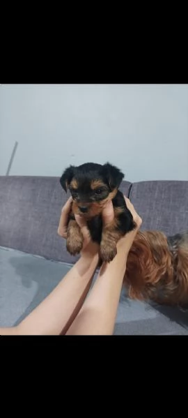 regala i nostri cuccioli di Yorkshire maschi e femmine