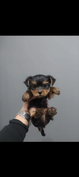 regala i nostri cuccioli di Yorkshire maschi e femmine | Foto 2
