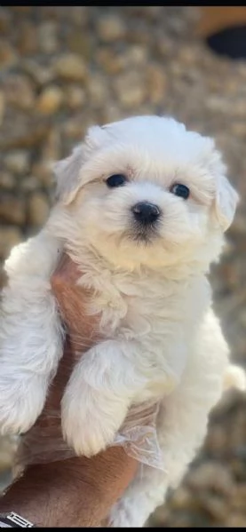 regala cuccioli di maltese maschi e femmine | Foto 2