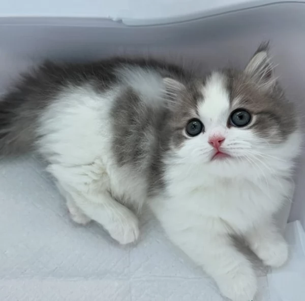 Gattini di razza Munchkin