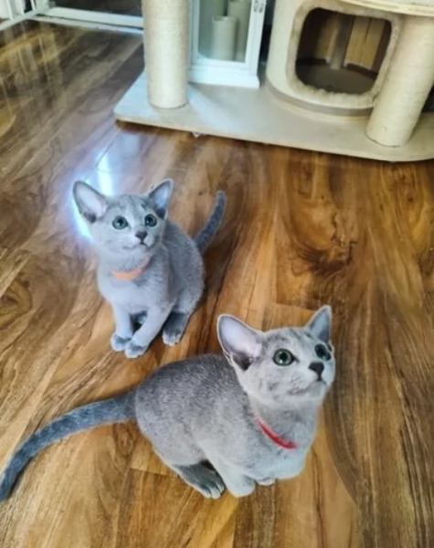 splendidi blu di russia di razza