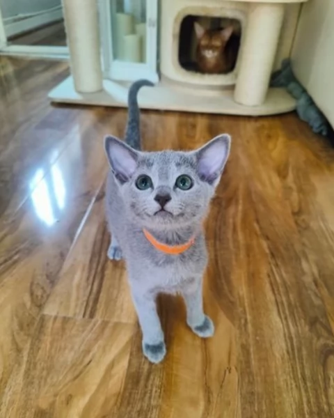 splendidi blu di russia di razza | Foto 1