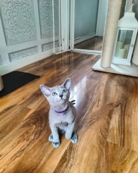 splendidi blu di russia di razza | Foto 0