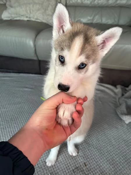 Cucciolo Siberian Husky