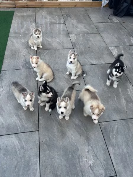 Cuccioli Husky siberiano