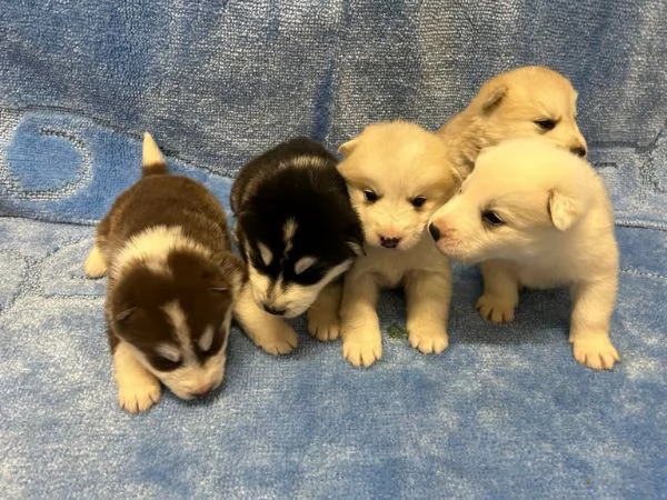 Cuccioli di Husky