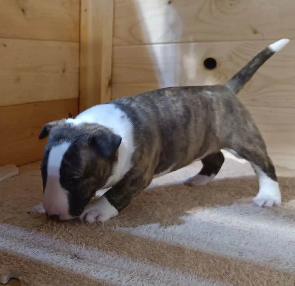 Bull Terrier Miniature 