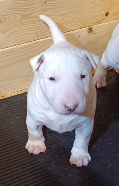 Bull Terrier Miniature  | Foto 2
