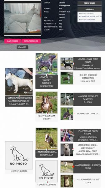 Bull Terrier Miniature  | Foto 1