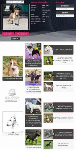 Bull Terrier Miniature  | Foto 0