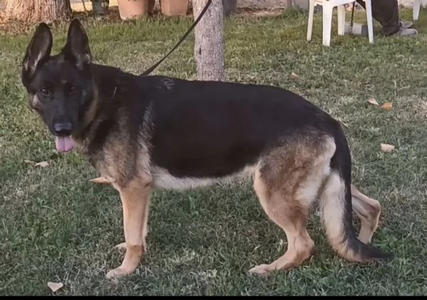 Freeda in adozione!  | Foto 1