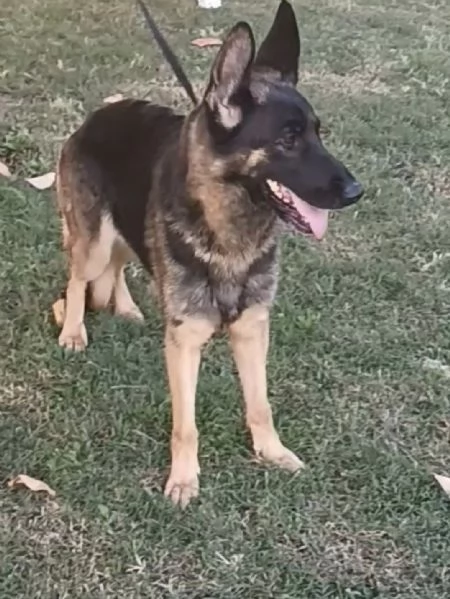 Freeda in adozione!  | Foto 0