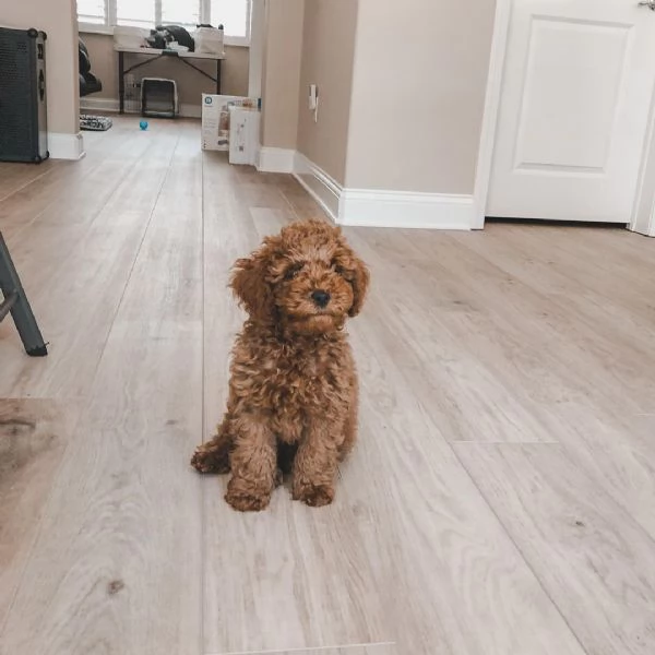 affascinanti  Goldendoodle  di  Cuccioli  | Foto 0