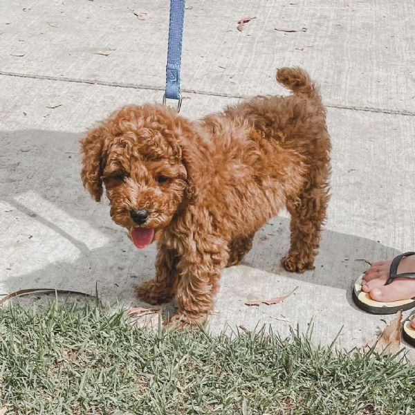 affascinanti  Goldendoodle  di  Cuccioli 