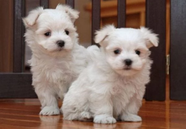 Regalo Due cuccioli di maltese cercano una nuova famiglia
