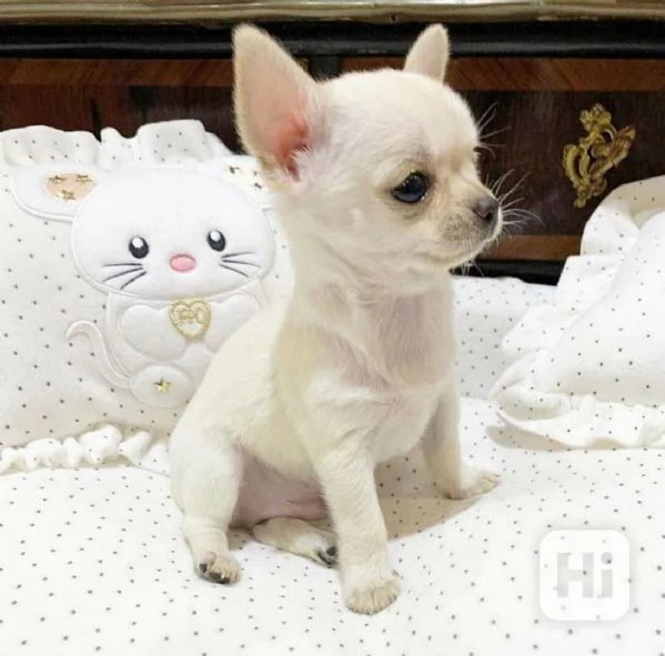 Regalo Cuccioli di Chihuahua