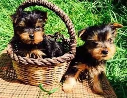 Regalo Cuccioli di Yorkie carini e adorabili