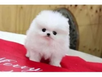 Regalo Cuccioli di Pomerania disponibili ora | Foto 0