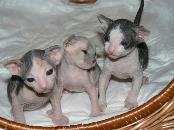Regalo  Gattini Sphynx disponibili ora
