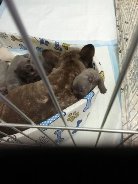 Cuccioli bulldog francese  | Foto 1