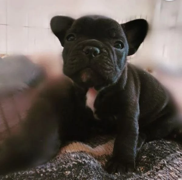 Adorabili bulldog francesi disponibili per l'adozione!