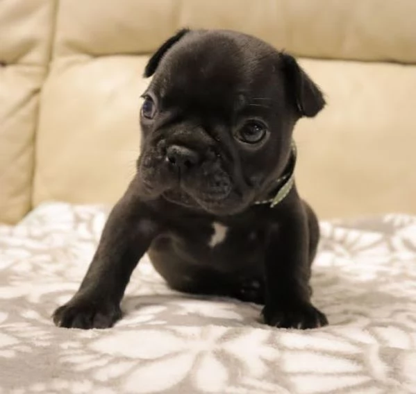 Adorabili bulldog francesi disponibili per l'adozione!