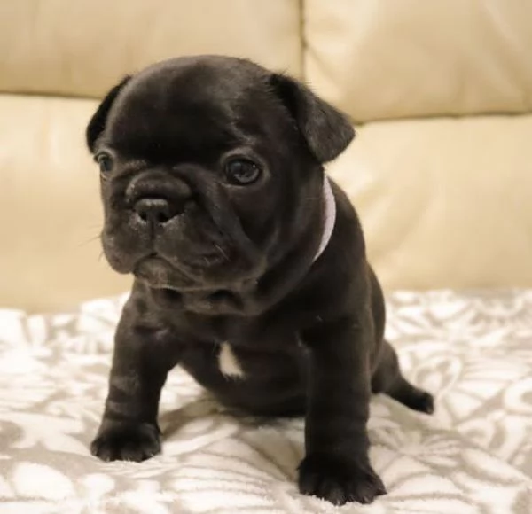 Adorabili bulldog francesi disponibili per l'adozione!