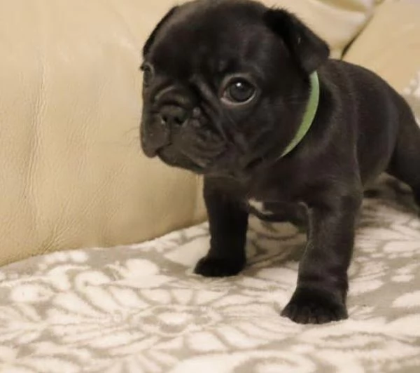 Adorabili bulldog francesi disponibili per l'adozione!