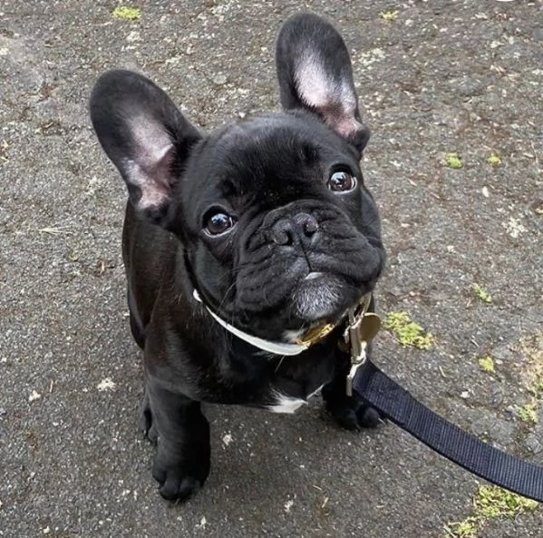 Adorabili bulldog francesi disponibili per l'adozione!