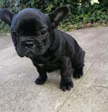 Adorabili bulldog francesi disponibili per l'adozione!