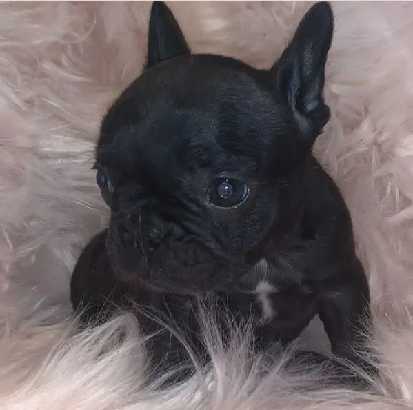 Adorabili bulldog francesi disponibili per l'adozione! Stiamo cercando una casa amorevole per il nos