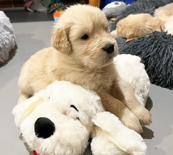Cuccioli di Golden Retriever in Vendita – Maschio e Femmina | Foto 1