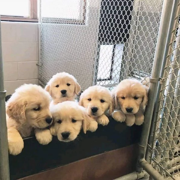 Cuccioli di Golden Retriever in Vendita – Maschio e Femmina