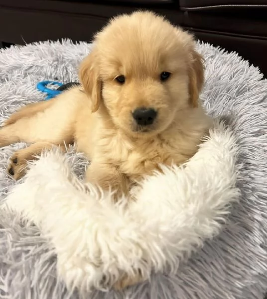 Cuccioli di Golden Retriever in Vendita – Maschio e Femmina | Foto 0