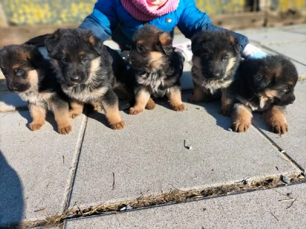 cuccioli pastore tedesco alta genealogia