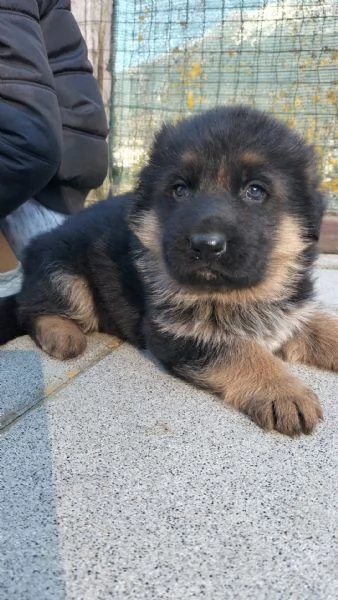 cuccioli pastore tedesco alta genealogia | Foto 2