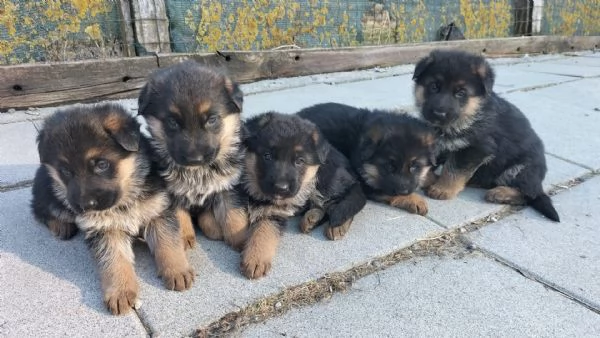 cuccioli pastore tedesco alta genealogia | Foto 1