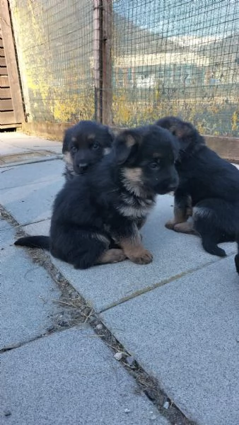 cuccioli pastore tedesco alta genealogia | Foto 0