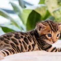 Fantastici gattini di Bengala cercano una casa