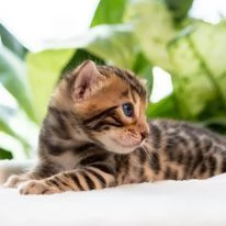 Fantastici gattini di Bengala cercano una casa | Foto 1