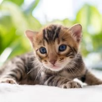 Fantastici gattini di Bengala cercano una casa | Foto 0