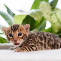 Gattini di Bengala con pedigree anfi | Foto 1