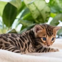 Gattini di Bengala con pedigree anfi | Foto 0