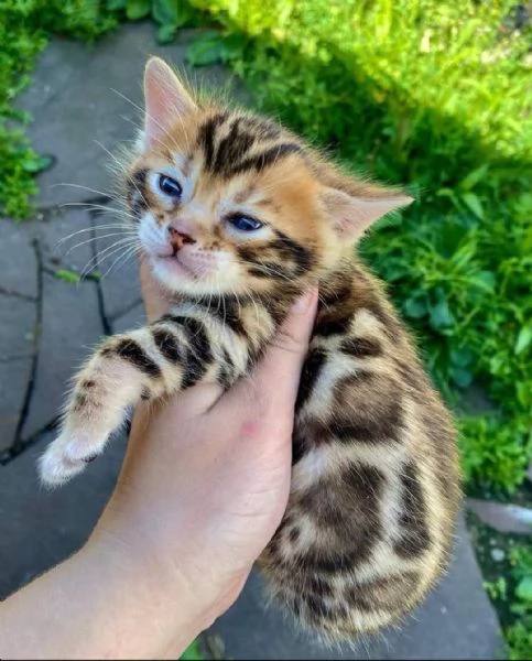 Bengala 3 femminucce e 2 maschietti | Foto 3