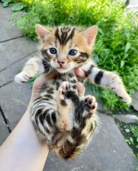 Bengala 3 femminucce e 2 maschietti